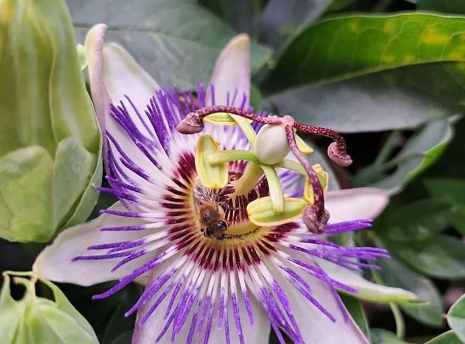 Апартамент Summer Breeze Park Apartment, Santa Marina Village,